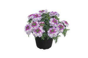 Verbena 'Vepita Amethyst' (Kientzler)