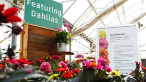 Syngenta Flowers Acquires Netherlands-Based Dahlia Breeder