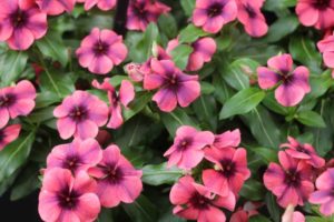 Vinca 'Tattoo Papaya' (PanAmerican Seed)