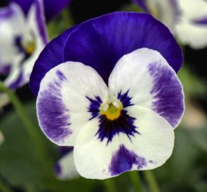 Viola 'Corina Deep Blue and White' (Hem-Genetics)