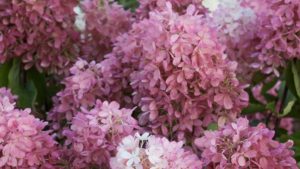 March Was a Month of Awards for Spring Meadow Nursery, Proven Winners