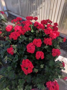 Geranium 'Marginata' (American Takii)