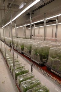 ForwardGro Medical Cannabis Production