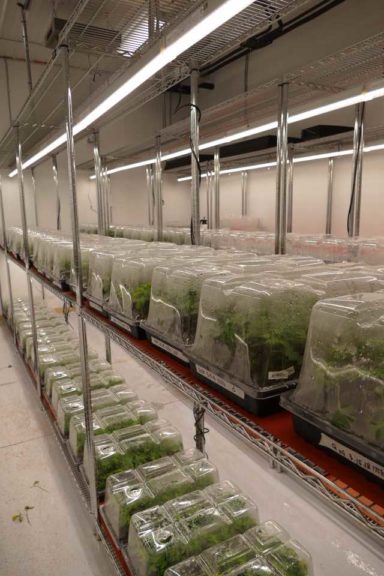 ForwardGro Medical Cannabis Production