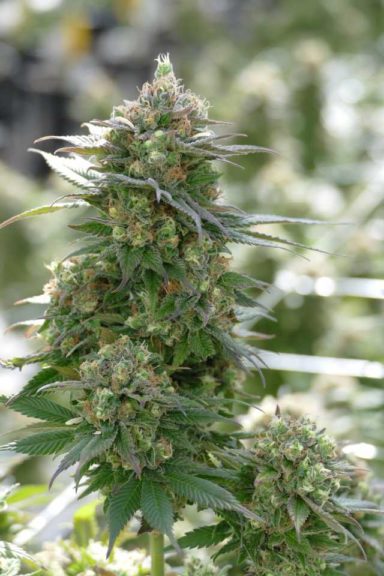 ForwardGro Medical Cannabis