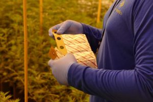 ForwardGro Invests in IPM