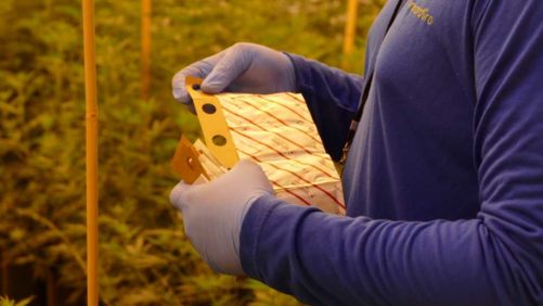 Top Challenges Greenhouse Growers Face With Biocontrols