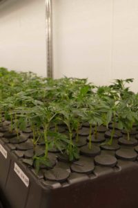 ForwardGro Young Plants