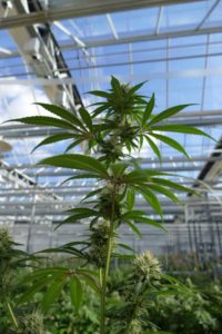 ForwardGro Produces Cannabis in Greenhouses