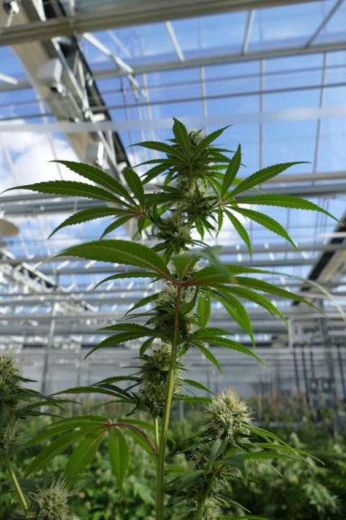 ForwardGro Produces Cannabis in Greenhouses