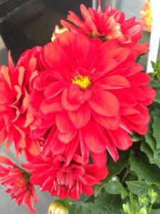 Dahlia 'Lubega Red' (Benary+)
