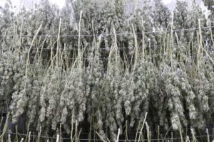 ForwardGro Dried Product