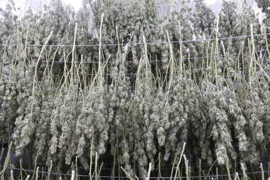 ForwardGro Dried Product