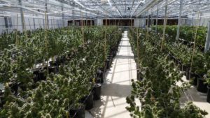 ForwardGro Advances Medical Cannabis in Maryland With Focus on Quality and Patient Advocacy