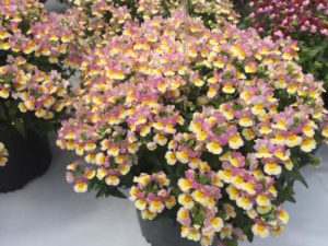 Nemesia Honey Series (Cohen Propagators)