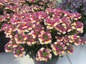 Nemesia Honey Series (Cohen Propagators)