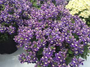 Nemesia Honey Series (Cohen Propagators)
