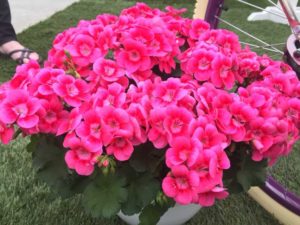 Geranium ‘Little Pretty Pink Splash’ (Syngenta Flowers)