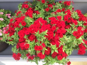 Phlox ‘Phloxstar Red’ (Proven Winners)
