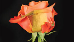 Fungicide Resistance in Botrytis is an International Challenge