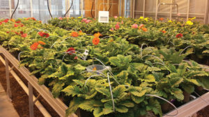 How to Outfox Foxglove Aphids in the Greenhouse