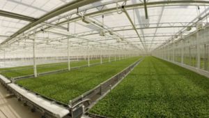 Greenhouse Vegetable Growers Share Common Concerns and Opportunities