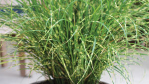 New Sterile Ornamental Grasses One Solution to Grass Invasion
