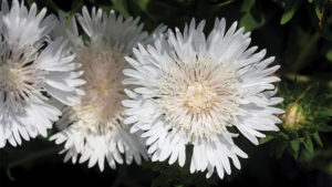 Growing Tips From an Expert for Stokesia ‘Divinity’