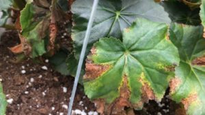 Michigan State Experts Offer Tips on Managing Xanthomonas in Begonias