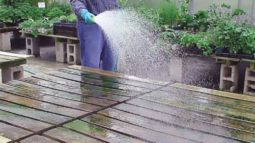 Watch Out for Algae in the Greenhouse