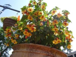 Abuliton 2012-1 Yellow with Red Throat (Dr. Ruter, UGA)