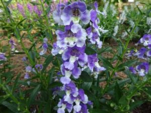 Angelonia 'Wedgewood Blue' (Proven Winners)