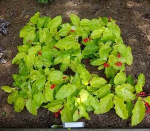 Begonia 'Canary Wings' (Ball Ingenuity)