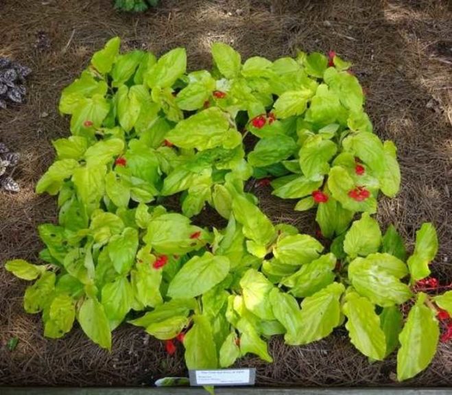Begonia 'Canary Wings' (Ball Ingenuity)