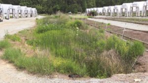 How Native Plant Species Help Build a Better Green Infrastructure