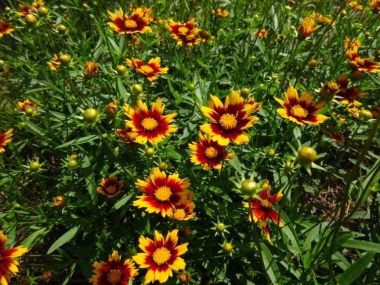 Coreopsis 'Big Bang Sun Splash' (Dümmen Orange)