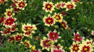 2019 National Perennial Plant Symposium Will Be a True Collaboration