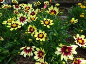 Coreopsis 'Super Star' (Darwin Perennials)