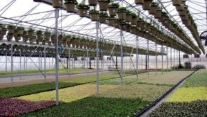 ICE Raid at Corso’s Leads to More Than 100 Arrests