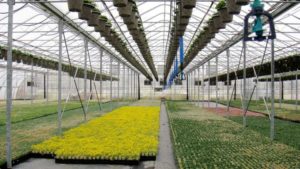 Corso’s Offers Statement on ICE Raid; AmericanHort Offers Advice