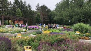 Darwin Perennials Day 2018: A Must-See Perennials Trial