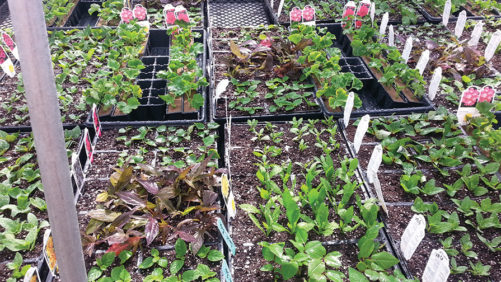 Stop Thrips From Hiding in Your Greenhouse