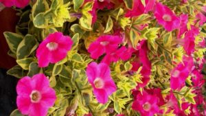 Ball Seed to Distribute Seed Lines from Hort Couture