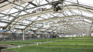 Young Plant Growers on Trends in Plug and Liner Sizes