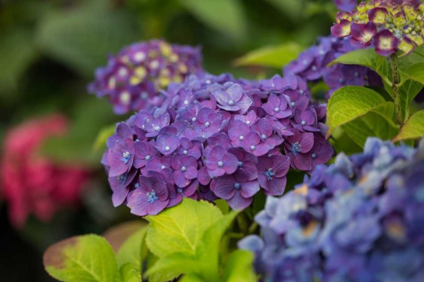 Endless Summer Crush