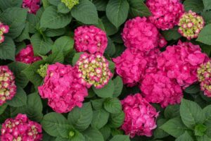 Hydrangea ‘Endless Summer Summer Crush’ (Bailey)