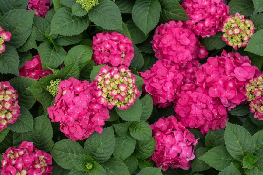 Hydrangea ‘Endless Summer Summer Crush’ (Bailey)