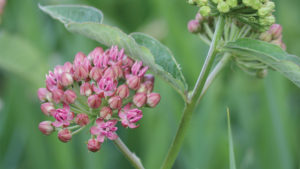 How Growers Can Benefit From the “Monarch Economy”