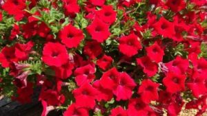 Southern Garden Tour Attendees Pick Their Favorite Plant Varieties