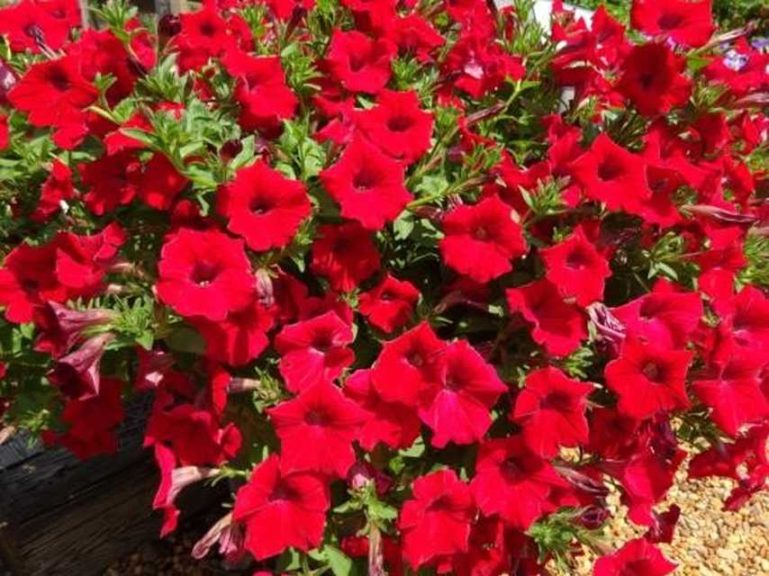Petunia 'Dekko Red' (Syngenta Flowers)
